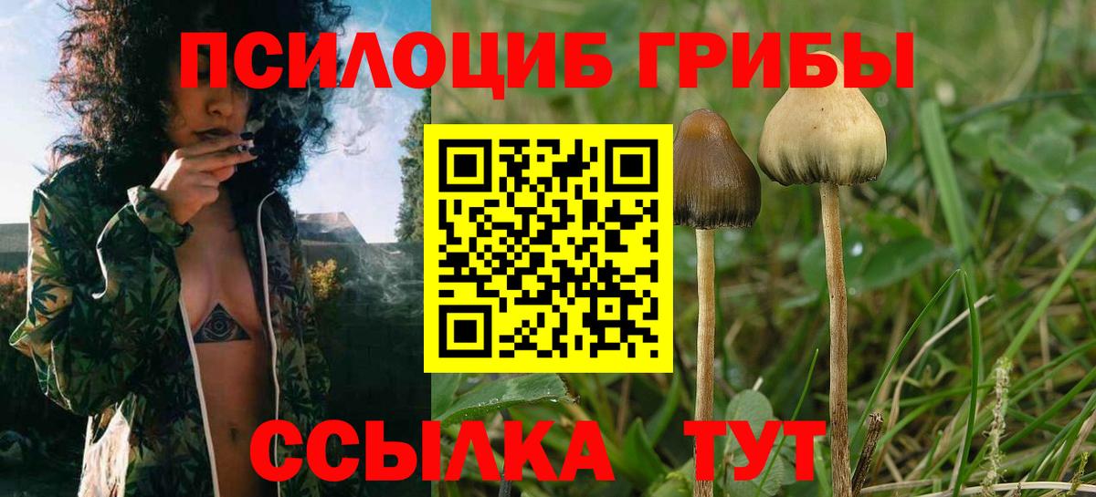 Галлюциногенные грибы Psilocybe Туймазы